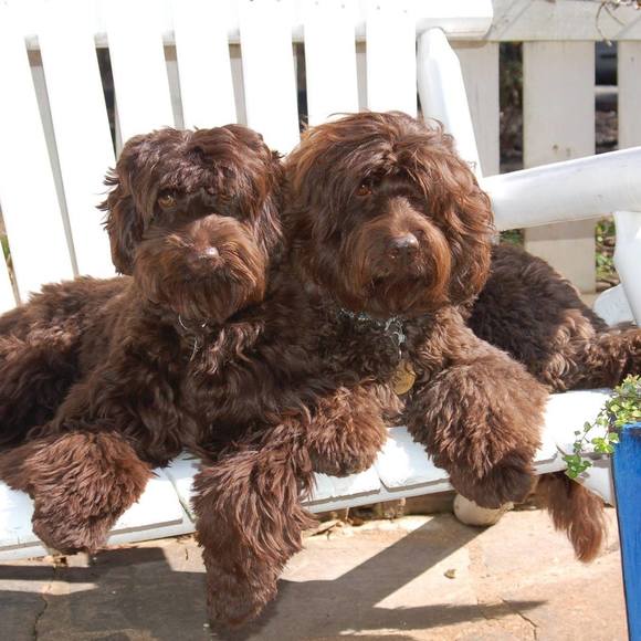 Meet your Posher, Blakely - Picture 1 of 1